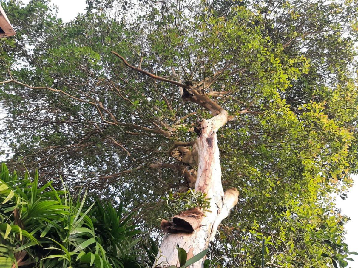 Familia Silvia Perico Villa Ilhabela Eksteriør billede